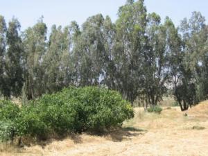 Une Forêt dans la périphérie de la ville de Chlef