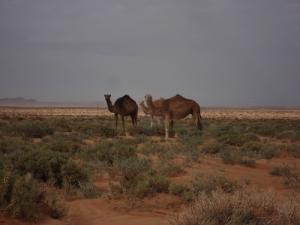 Elevage de Dromadaires dans la région de Laghouat