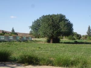 Kourdane le pistachier