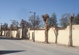 La taille des arbres au printemps (Wilaya de Laghouat)