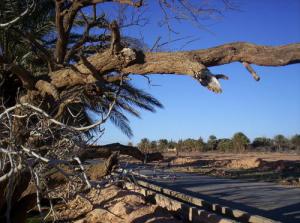 Sur la Route d'El Assafia (Wilaya de Laghouat)