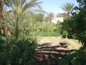 Jardin dans la périphérie de Laghouat