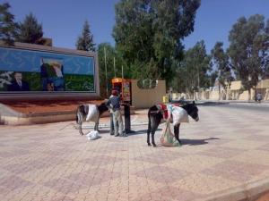 Collecte de  Khobz Yabess  (Pain Sec)  au centre ville