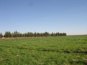 La région d'El Assafia (Wilaya de Laghouat)