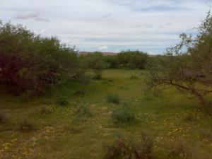 Verdure dans la périphérie de Laghouat