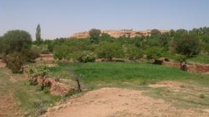 Coin de verdure dans la périphérie de Laghouat