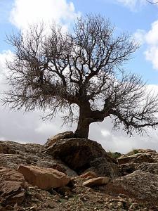Un arbre centenaire dans la périphérie de Laghouat