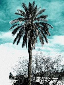 Rue Djoudi Abdelkader le 23.02.08