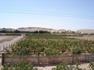 Vignoble de Guenifid (Wilaya de Laghouat)