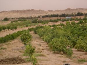 Jeunes arbres dans la région de Guenifid