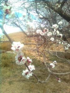 Abricotier en printemps (Wilaya de Laghouat)