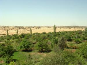 Jardins d'Enfous (Wilaya de Laghouat)