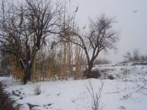El Ghicha - les jardins sous neige hiver 2009