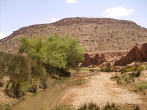 Verdure à Laghouat