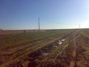 Champ agricole dans les environs de Laghouat