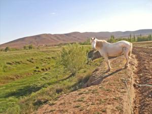 حقول زراعية ببلدية سبڨاڨ