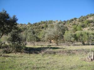 منظر خلاب لغابة دراع قبيلة