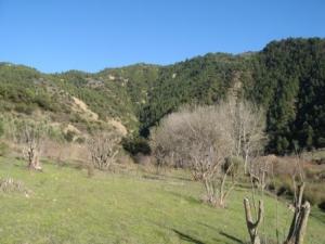 منظر خلاب لغابة دراع قبيلة