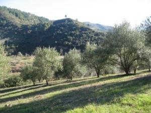 منظر خلاب من غابة دراع قبيلة