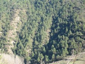 منظر خلاب من غابة دراع قبيلة