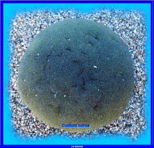 طحالب من البحر الأبيض المتوسط