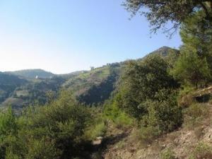 منظر لغابة دراع قبيلة