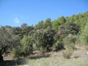 منظر لغابة دراع قبيلة