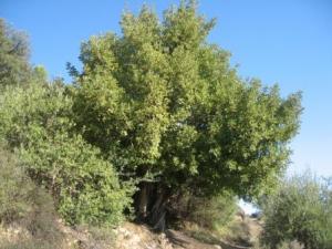 أشجار غابة دراع قبيلة