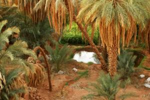 منظر من واحات أدرار