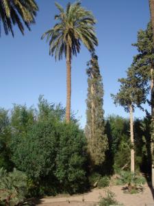 Palmier et Peuplier Kourdane