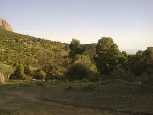 Verdure de Oum El Bouaghi