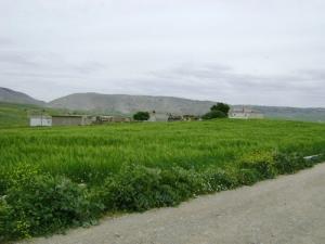 Verdure sur la périphérie de Oum el Bouaghi