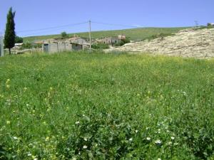 Verdure sur la périphérie de Oum el Bouaghi