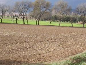 Champ agricole près du Oued Meskiana