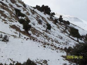 Paysage d'El Mahma sous la neige