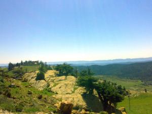 Verdure de Batna au Printemps