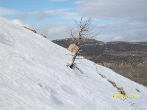 La région d'El Mahemal sous la neige (Wilaya de Batna)