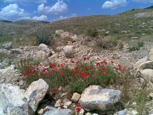 Coquelicots dans la commune de Arris