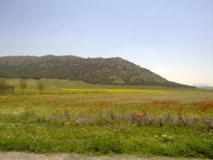 Champs de Moutarde et de coquelicot dans la périphérie de Batna