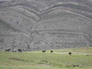 Elevage de Chevaux dans une ferme à Batna
