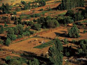 الفلاحة بضواحي جانت