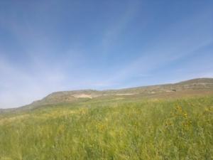 Champ de blé dans la commune deFoum Toub