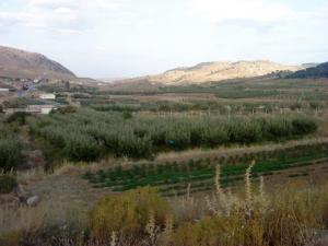 Jardin de pommiers à Tibikaouine