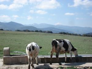 Abreuvoir de Bovin dans une ferme de Seriana