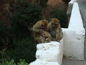 Une famille de Magots dans la forêt de Batna