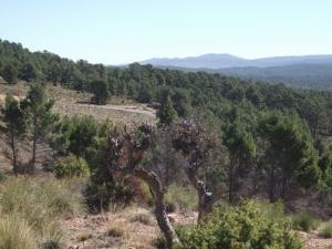 Forêt de la commune de Kimmel