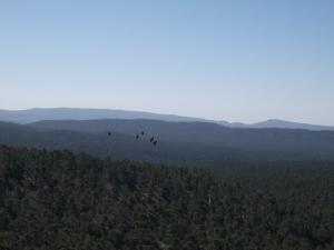 Survol de la forêt de Kimmel