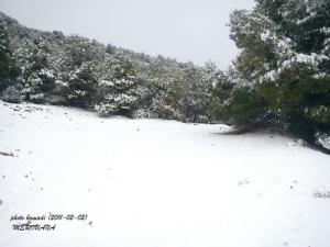 La forêt de Merouana sous la neige