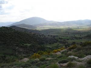Une Forêt de la wilaya de Batna