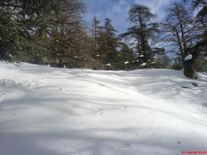 Forêt du parc naturel de Batna